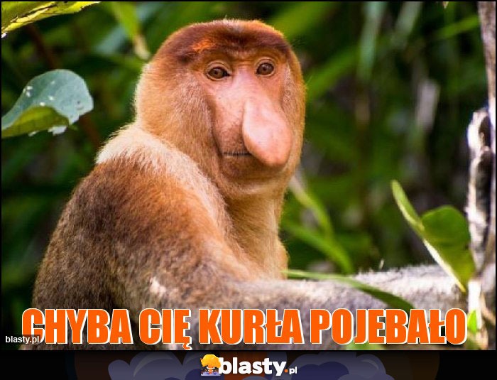 Chyba Cię kurła pojebało