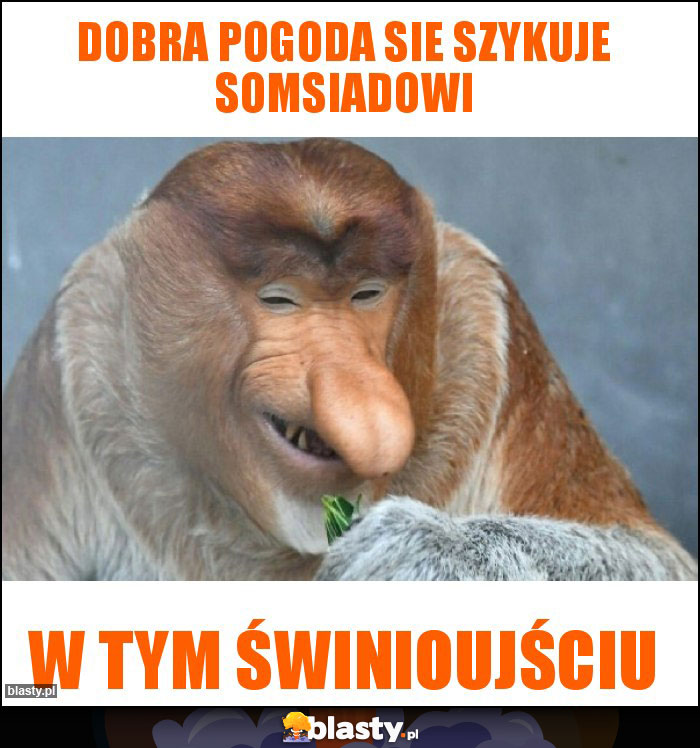 Dobra pogoda sie szykuje somsiadowi