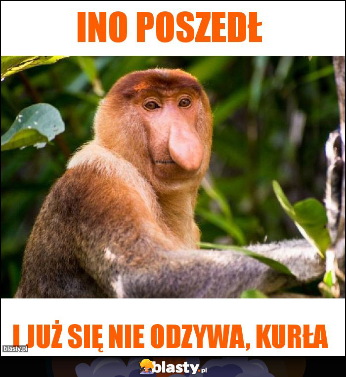 Ino poszedł