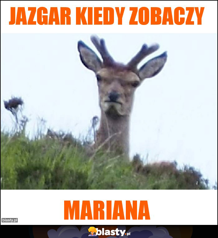 Jazgar kiedy zobaczy