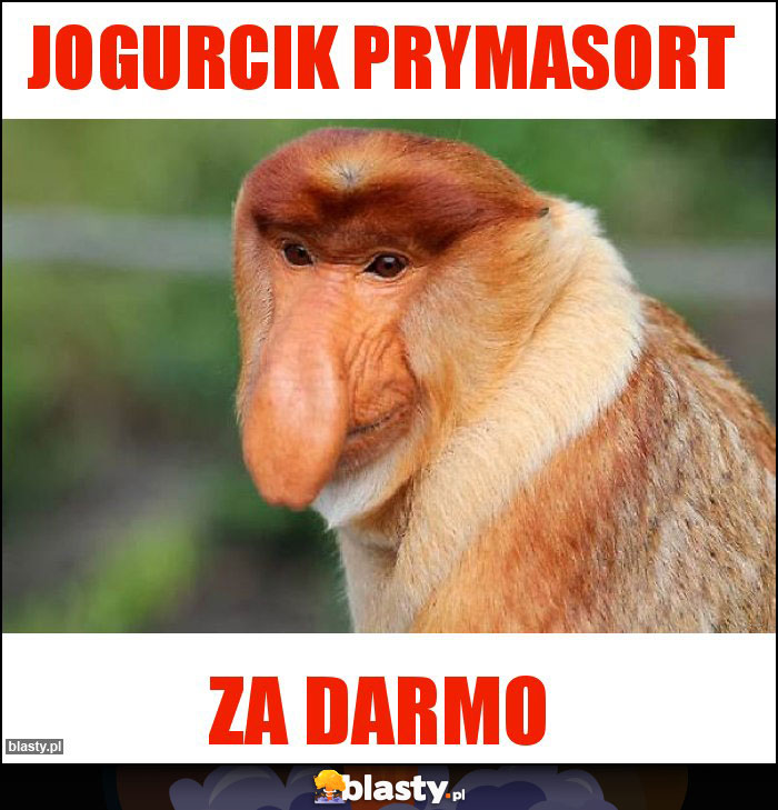 Jogurcik prymasort