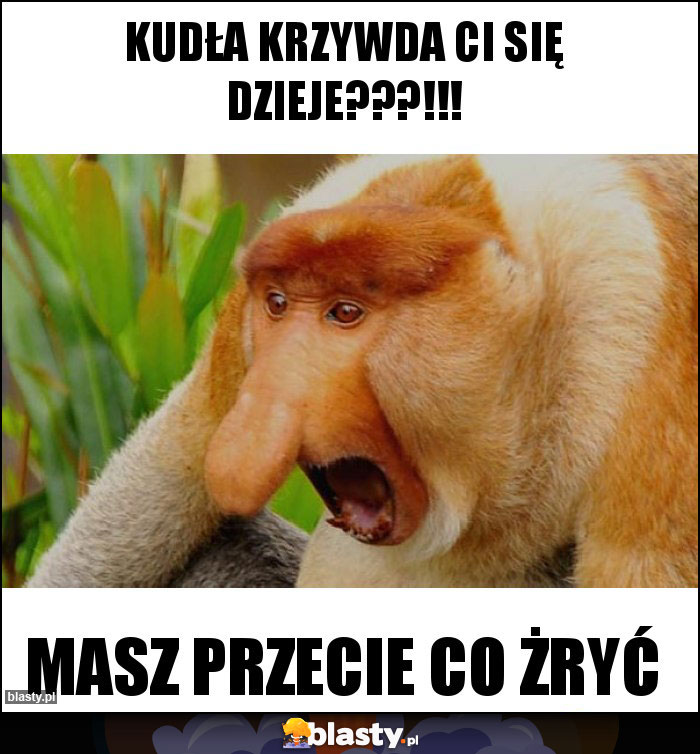 Kudła krzywda ci się dzieje???!!!