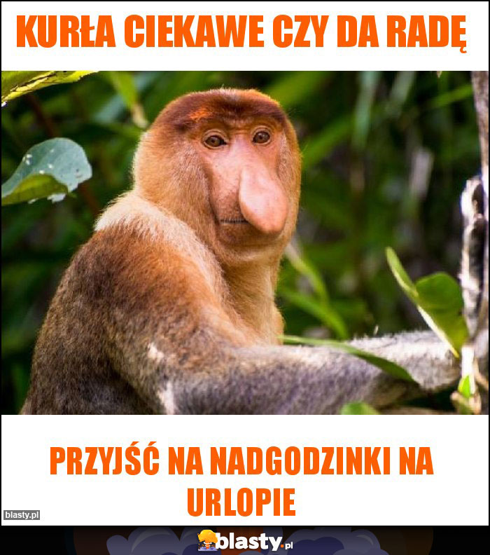 Kurła ciekawe czy da radę