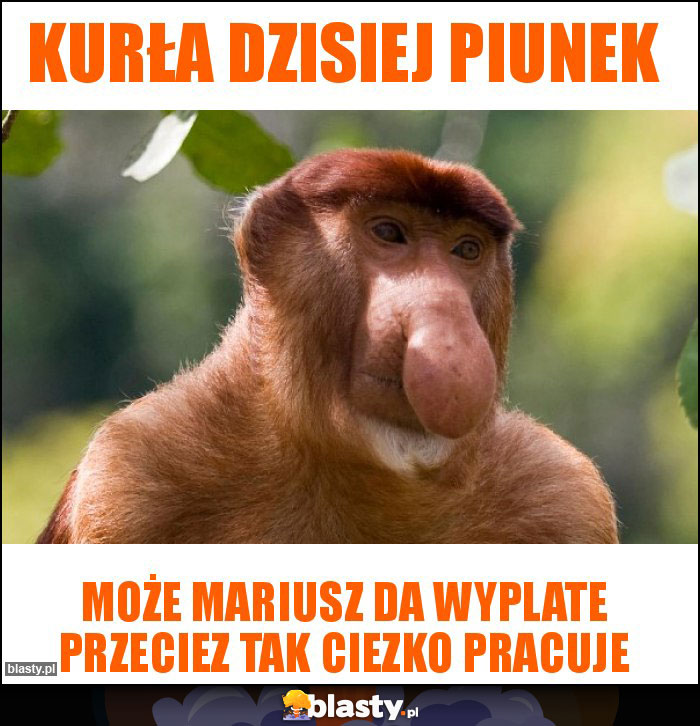 Kurła dzisiej piunek