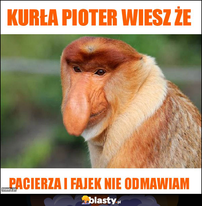 Kurła Pioter wiesz że