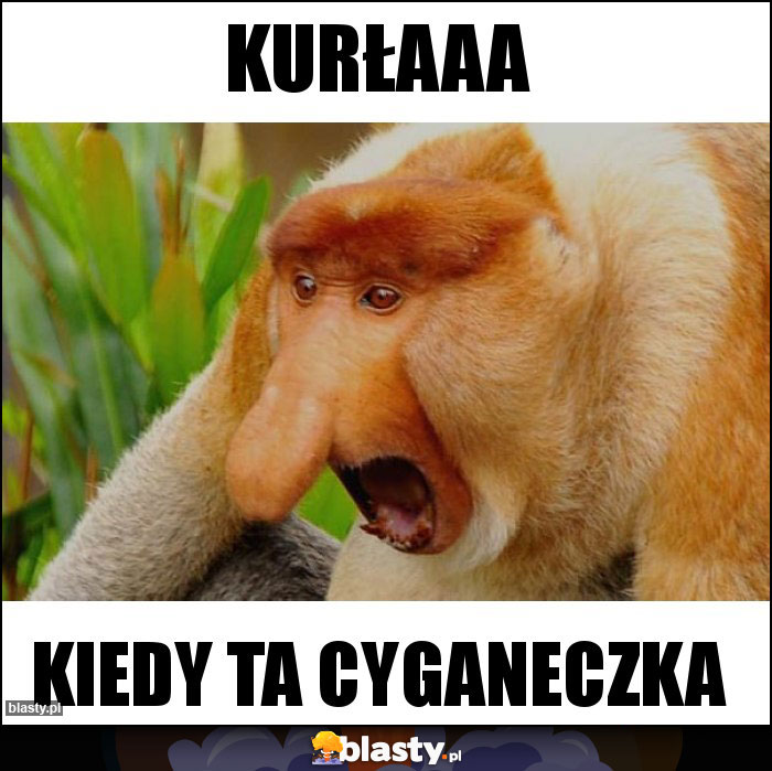 Kurłaaa