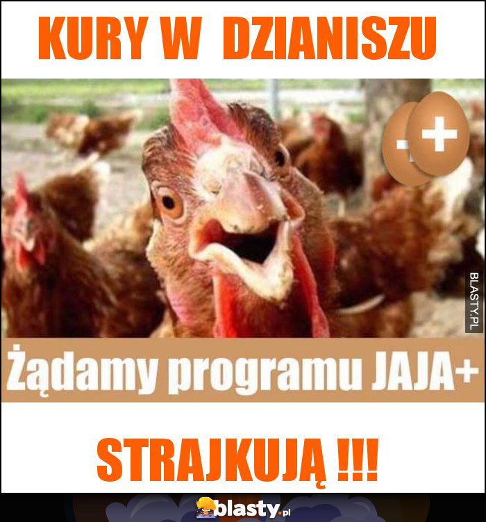 kury w  dzianiszu