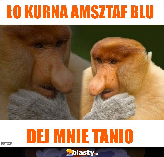 ŁO KURNA AMSZTAF BLU