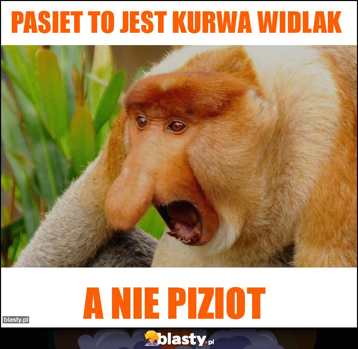 Pasiet to jest kurwa widlak