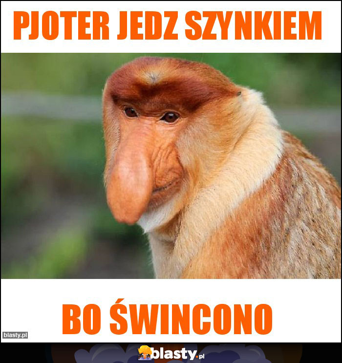 Pjoter jedz szynkiem