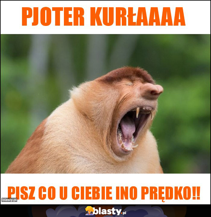 Pjoter kurłaaaa