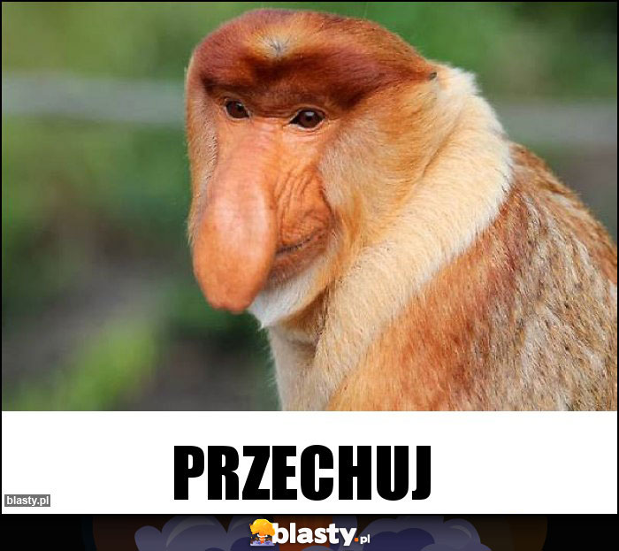 PRzechuj