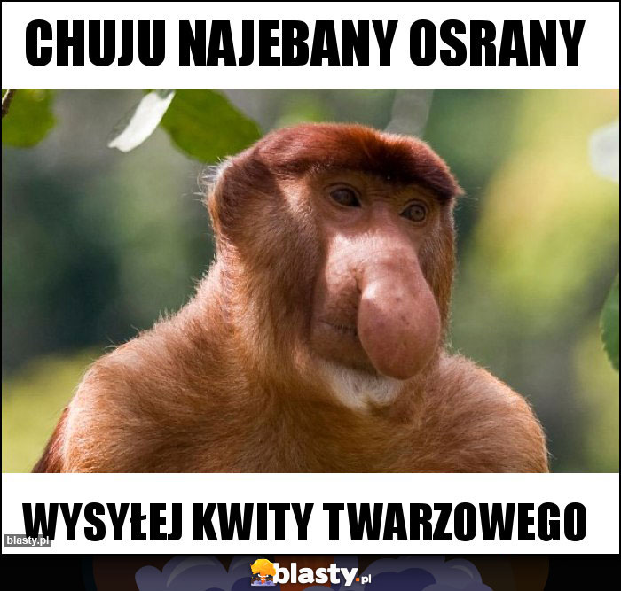 CHUJU NAJEBANY OSRANY