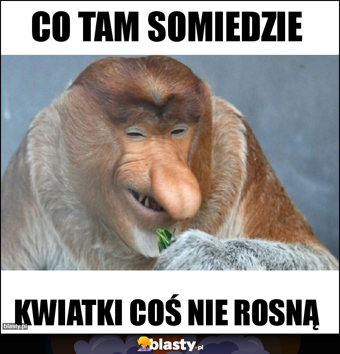 Co tam somiedzie