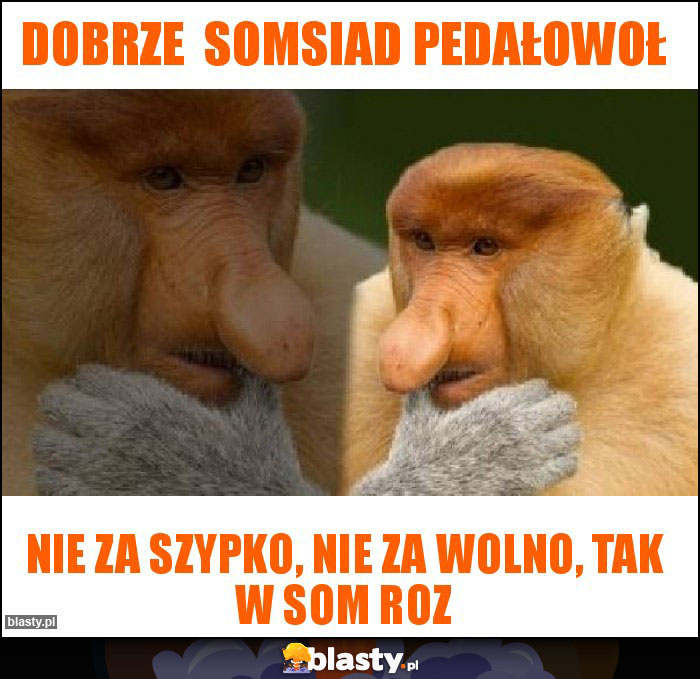 Dobrze  somsiad pedałowoł