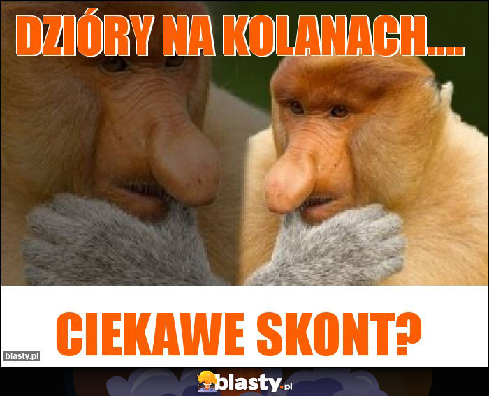 Dzióry na kolanach....