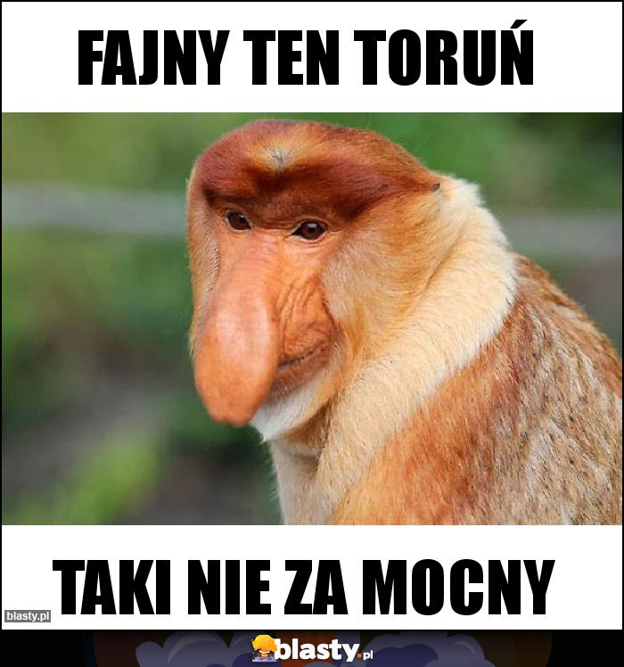 fajny ten toruń