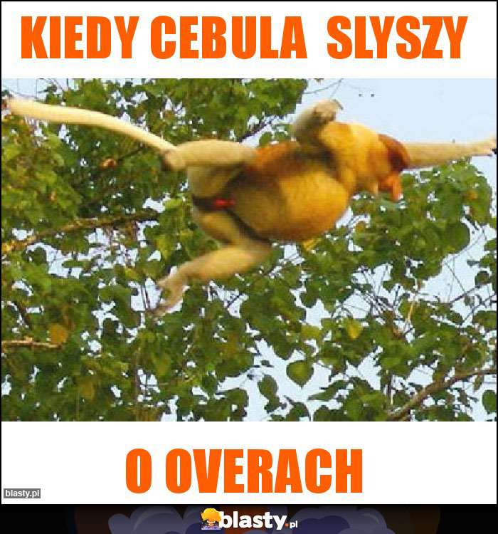 KIEDY CEBULA  SLYSZY