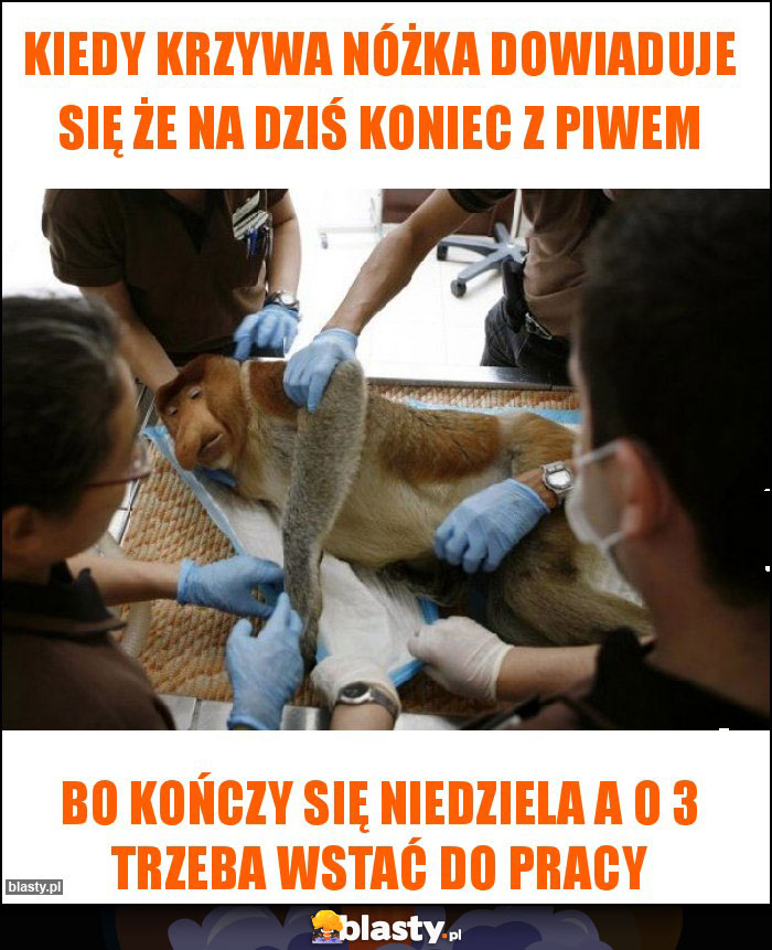 Kiedy krzywa nóżka dowiaduje się że na dziś koniec z piwem