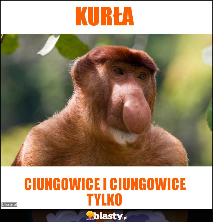 Kurła