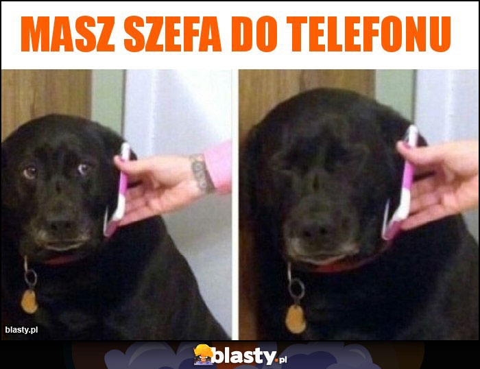 Masz szefa do telefonu