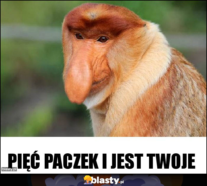 Pięć paczek i jest Twoje