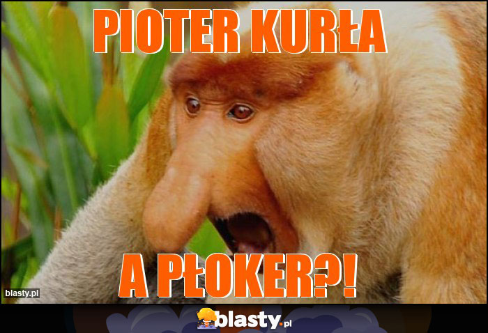 Pioter kurła