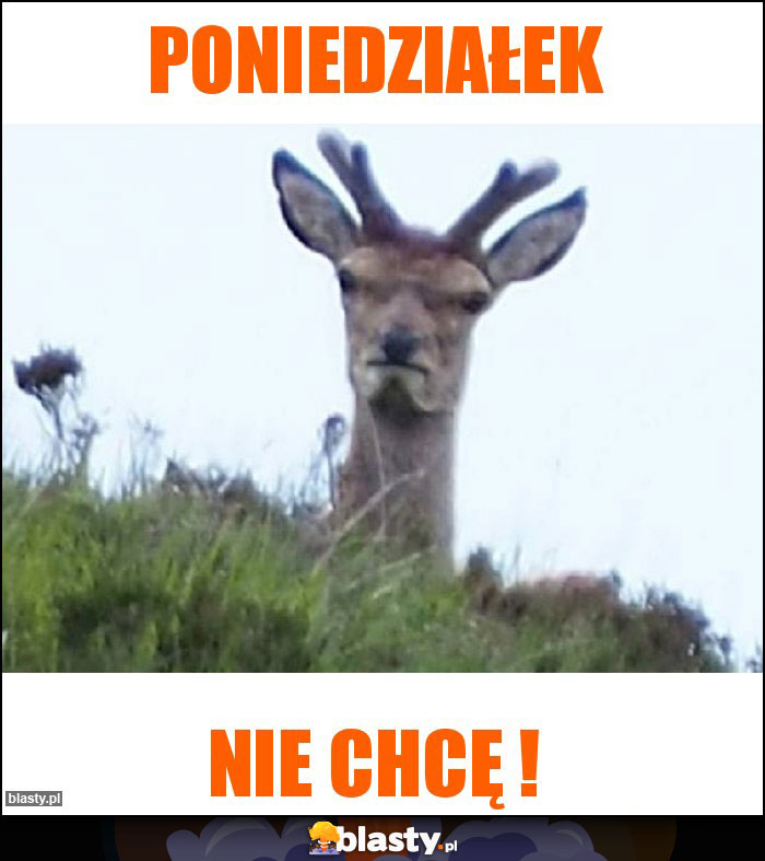 Poniedziałek