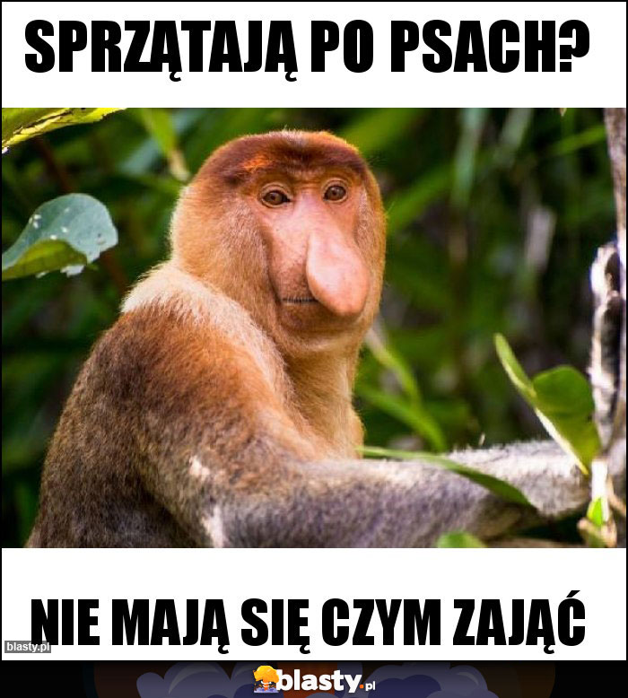 Sprzątają po psach?