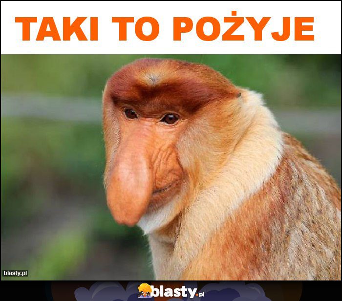 Taki to pożyje