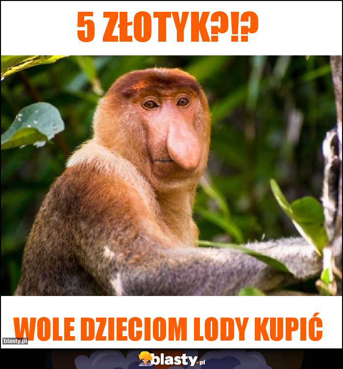 5 złotyk?!?