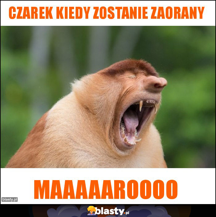 Czarek kiedy zostanie zaorany