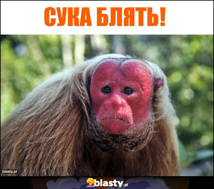 сука блять!