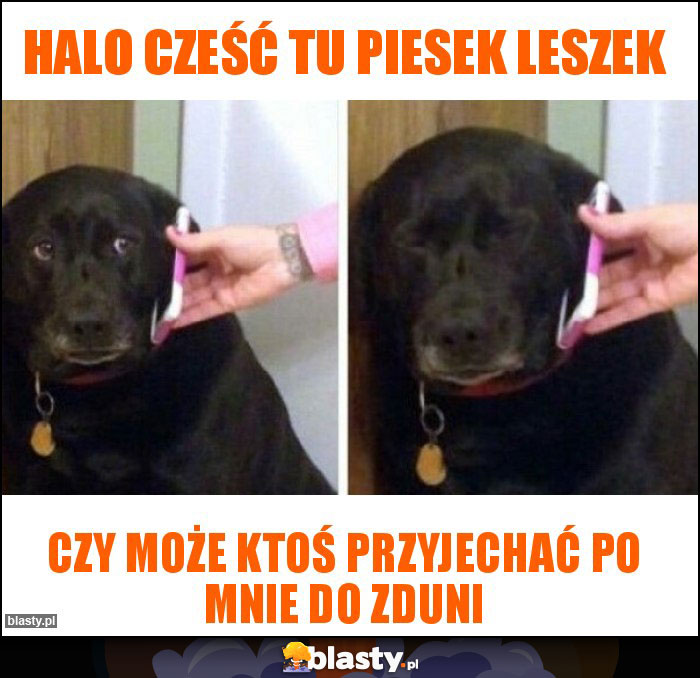 Halo cześć tu piesek Leszek