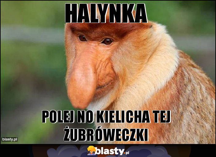 Halynka