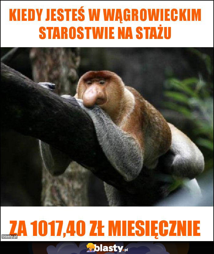 Kiedy jesteś w Wągrowieckim Starostwie na stażu