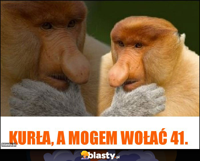 Kurła, a mogem wołać 41.