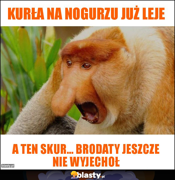 Kurła na nogurzu już leje