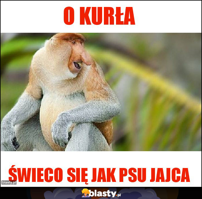 o kurła