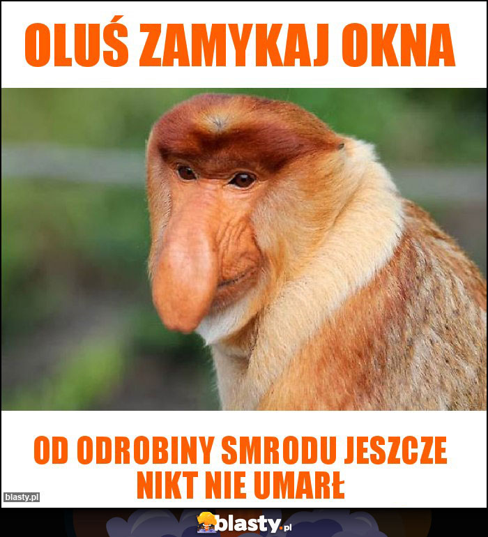 oluś zamykaj okna