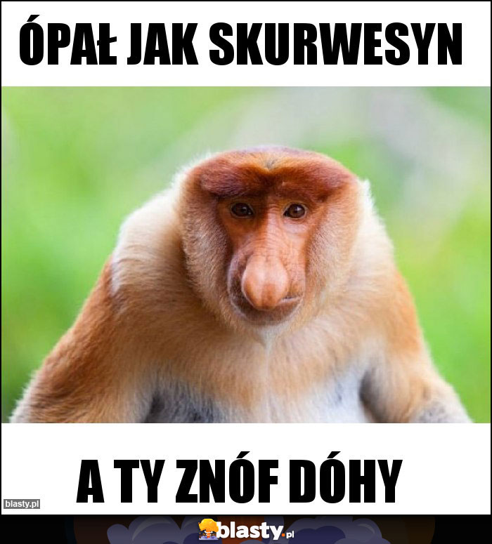 ópał jak skurwesyn