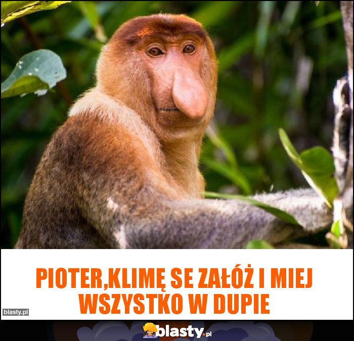 Pioter,klimę se załóż i miej wszystko w dupie