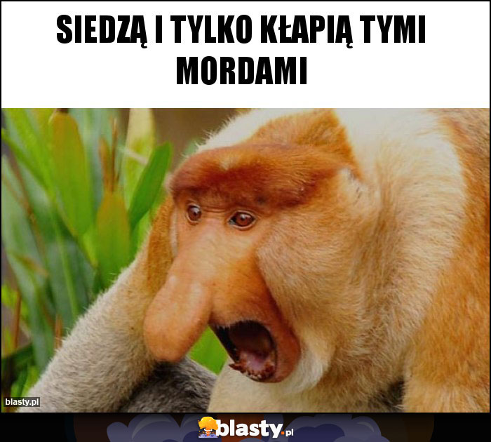 Siedzą i tylko kłapią tymi mordami