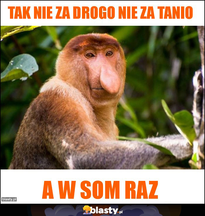 tak nie za drogo nie za tanio