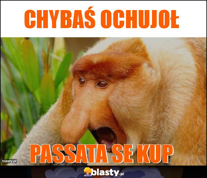 chybaś ochujoł