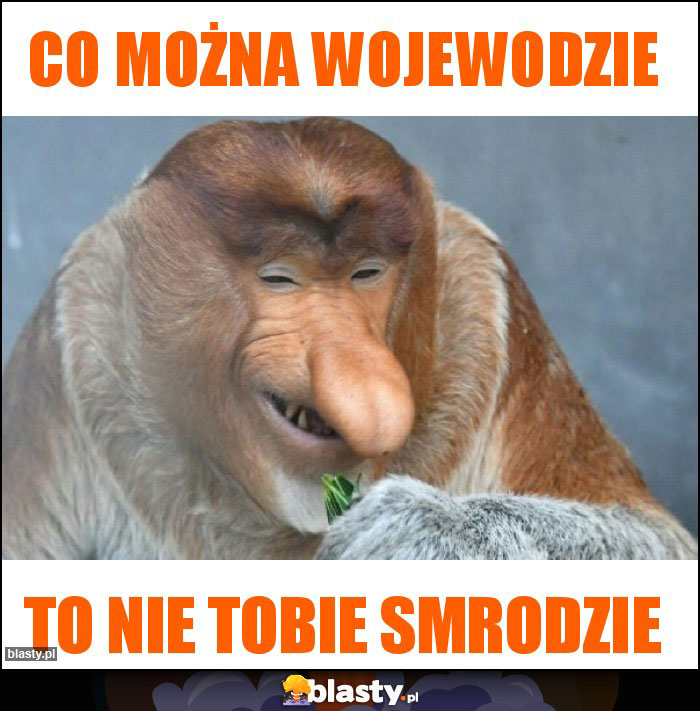 Co można wojewodzie