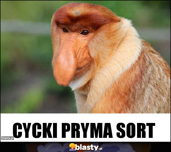 Cycki pryma sort