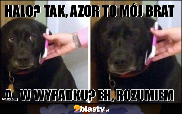 HALO? TAK, AZOR TO MÓJ BRAT