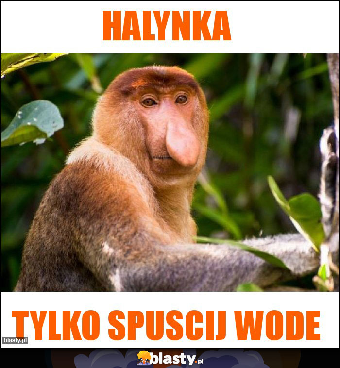 Halynka