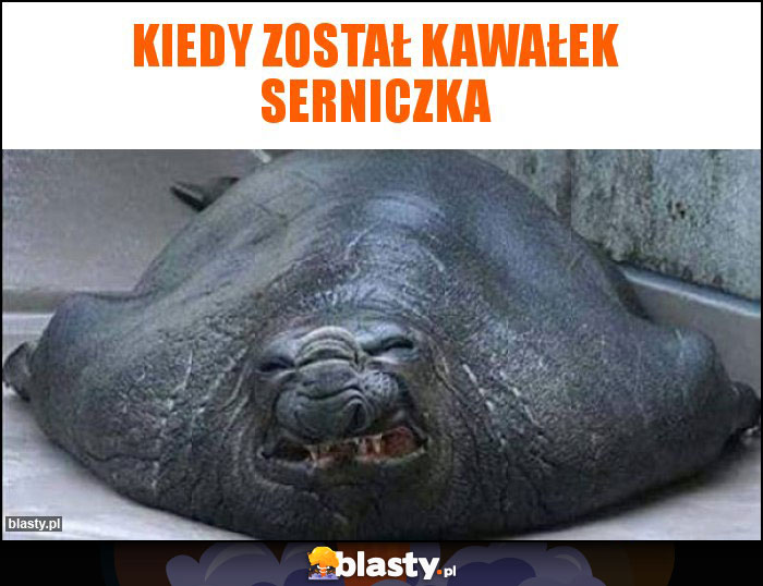 Kiedy został kawałek serniczka